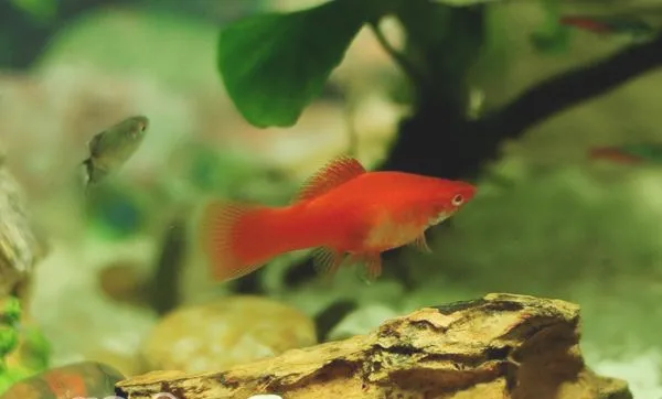 二氧化氯在水族箱中的作用