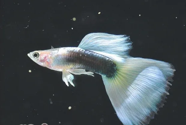 春夏交替时节孔雀鱼的饲养要点