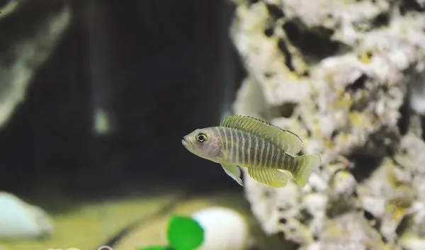 斑马贝的品种简介