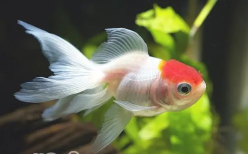 春季金鱼该如何换水