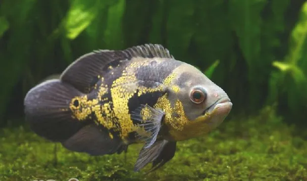 水族箱滴流盒降噪的方法