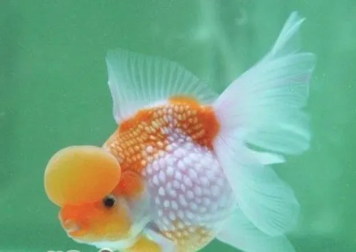 新鱼过水的方法详解