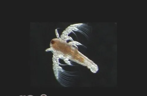 丰年虾孵化的注意事项