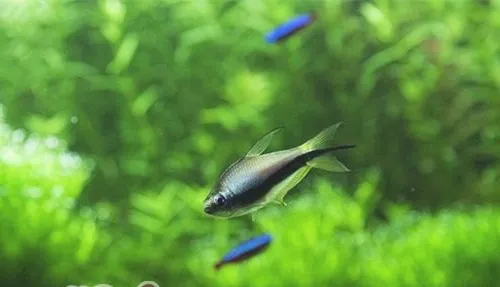 灯鱼造景要点及饲养密度