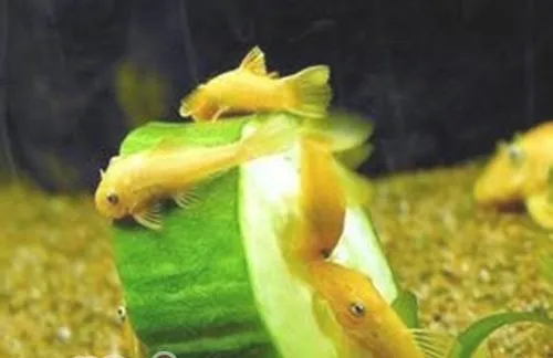 黄金大胡子鱼的繁殖简介