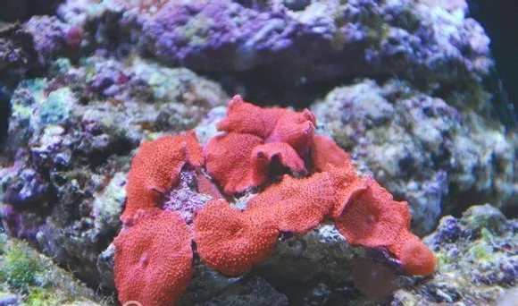红菇珊瑚的品种介绍