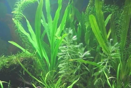 水草的休眠期简介