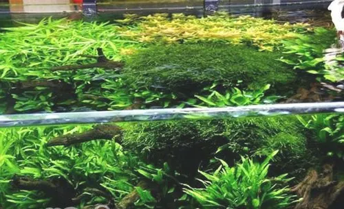 水草是优秀的供养者