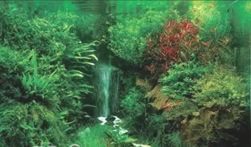 花青素对水草的影响