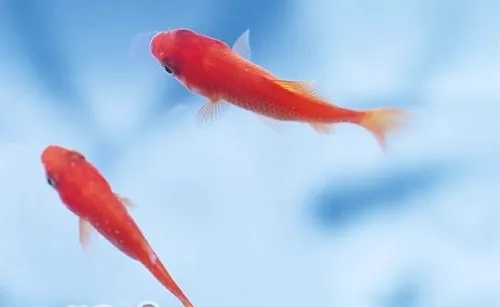 水温变化与鱼儿的觅食关系