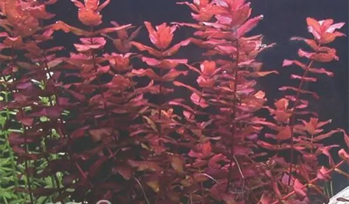 水草种植培养三要素