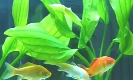水族箱中溶氧量的来源