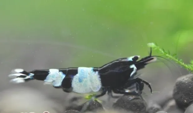水晶虾养殖时需注意对水和对温