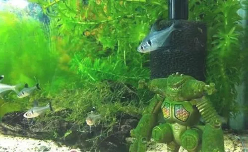 水族箱中二氧化碳的脱钙作用