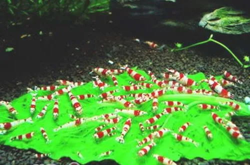 水族箱厌氧菌的培养方法