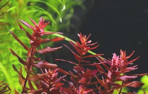 水草光照不足会引起的问题