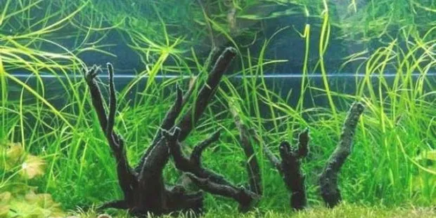 水草缸放鱼小常识