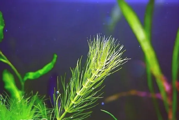 水族箱不同藻类的清洁办法