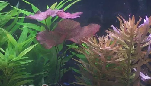 水草对水质的影响作用