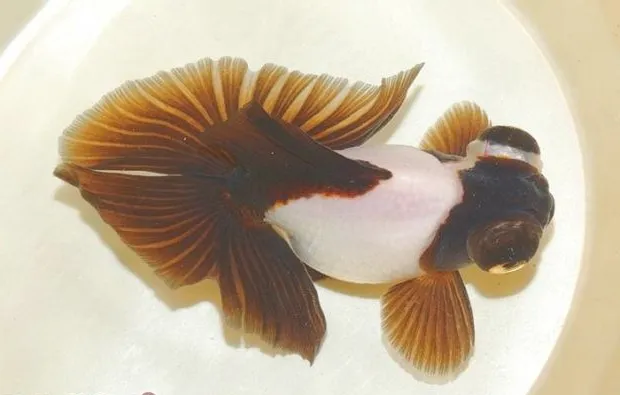 蝶尾金鱼的饲养大全