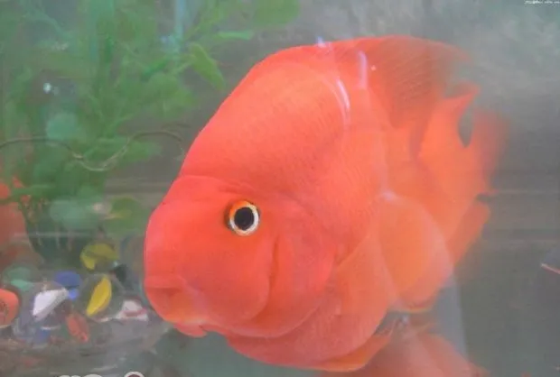 鹦鹉鱼饲养的七大要点