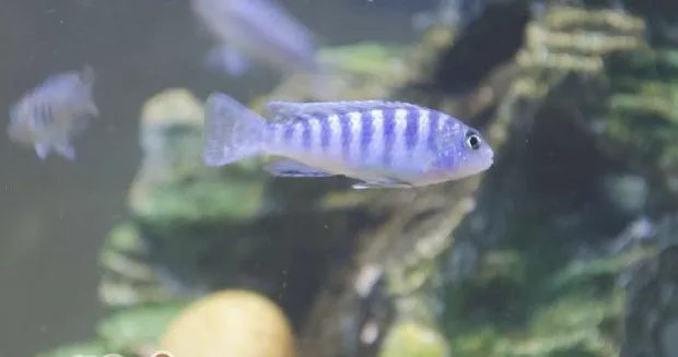 季节交替时建议使用两根加热棒