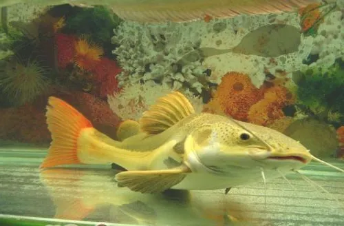 红尾鲶鱼的品种介绍