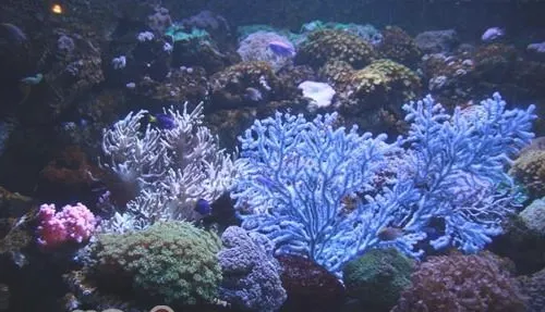 水族箱珊瑚砂的选择
