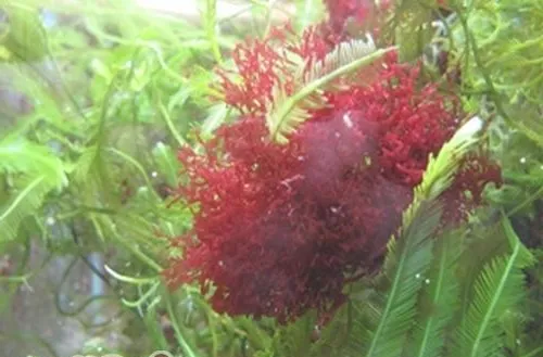 如何护理好红色水草