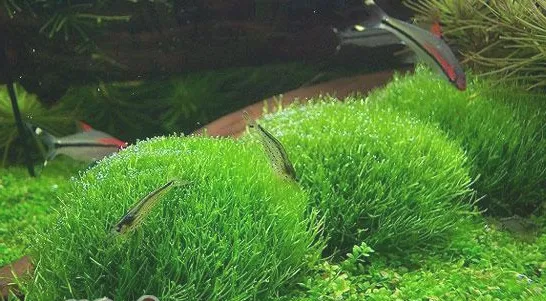 水草种植前的修剪方法