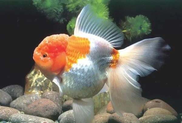 夏季金鱼饲养的四个要点