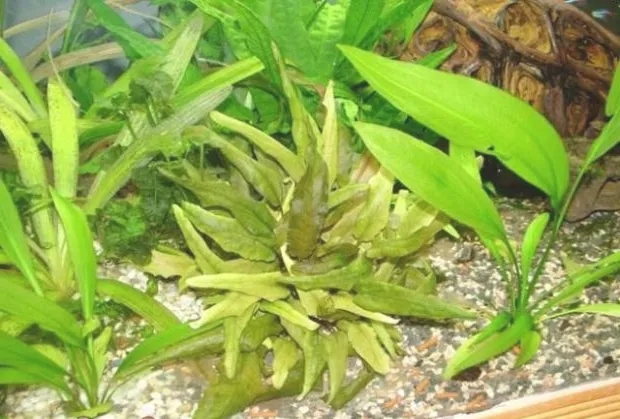 类胡萝卜素对水草的增色作用