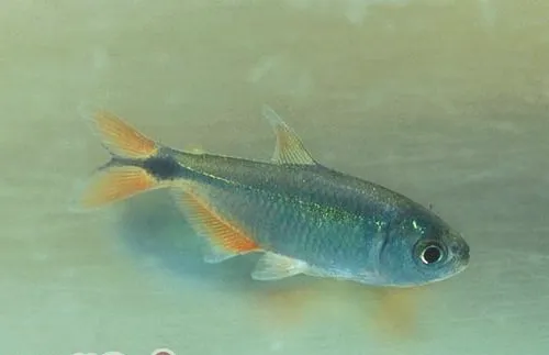 黑十字鱼的饲养注意事项