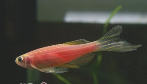 斑马鱼的饲养要点