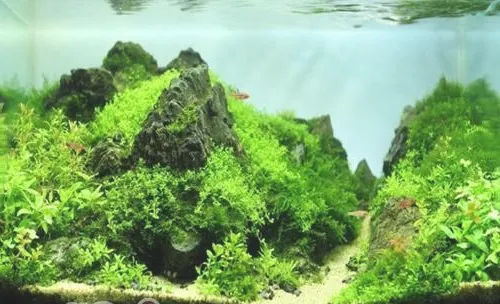 水草造景六大技巧