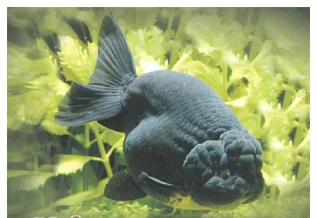 介绍盐NaCL对鱼类的影响