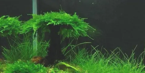 养鱼水草栽培知识必须学