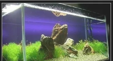 DIY水族箱造景和水族箱维护