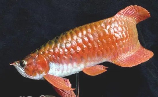 怎样区分过背金龙鱼和红尾金龙鱼 