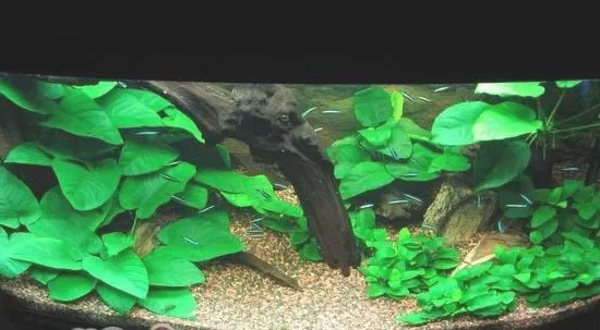 高温下水草缸的维护技巧