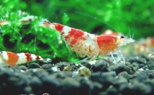 饲养水晶虾所需的设备