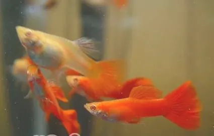 孔雀鱼的生长繁殖