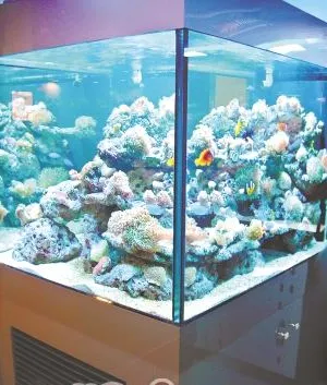 硝酸盐去除器的工作原理