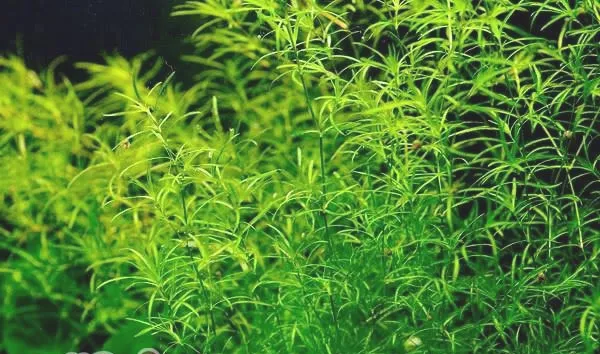 水草在造景中的作用