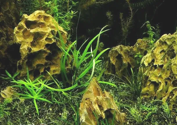 水草造景阶段哪几个误区需要避免