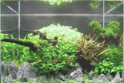 水族箱照明时间问题解析