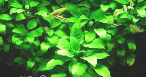 水榕的种植栽培技术