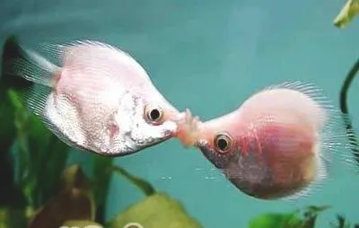 奇特的接吻鱼介绍