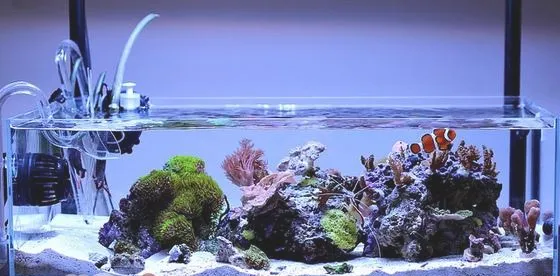 海水缸爆藻的原因