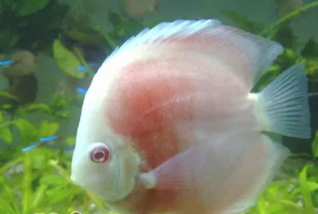 喂食七彩神仙鱼的注意事项
